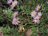 Photo of light lavender wildflowers